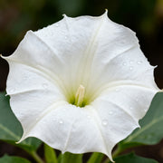 Datura Seeds - White