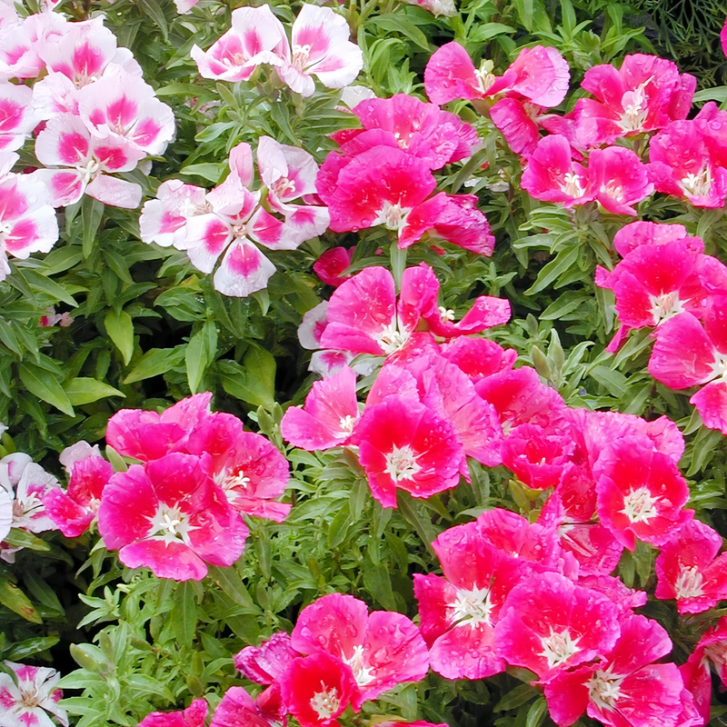 Clarkia Amoena Seeds - Red Larger Packet High Germination 1800-9000 Onsaleseeds