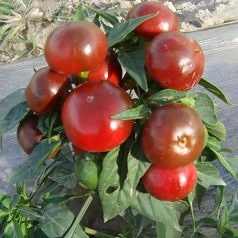 Capsicum Annuum Var. - Large Red Larger Packet High Germination 600-3000 Onsaleseeds