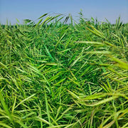 Smooth Bromegrass Seeds