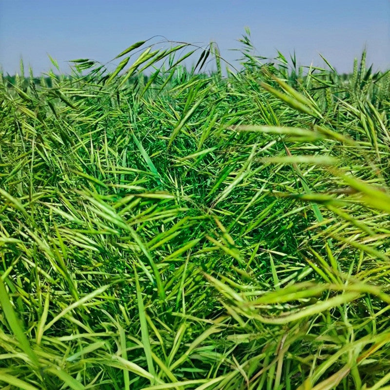 Smooth Bromegrass Seeds - Larger Packet High Germination 1/4-1/2LB Onsaleseeds