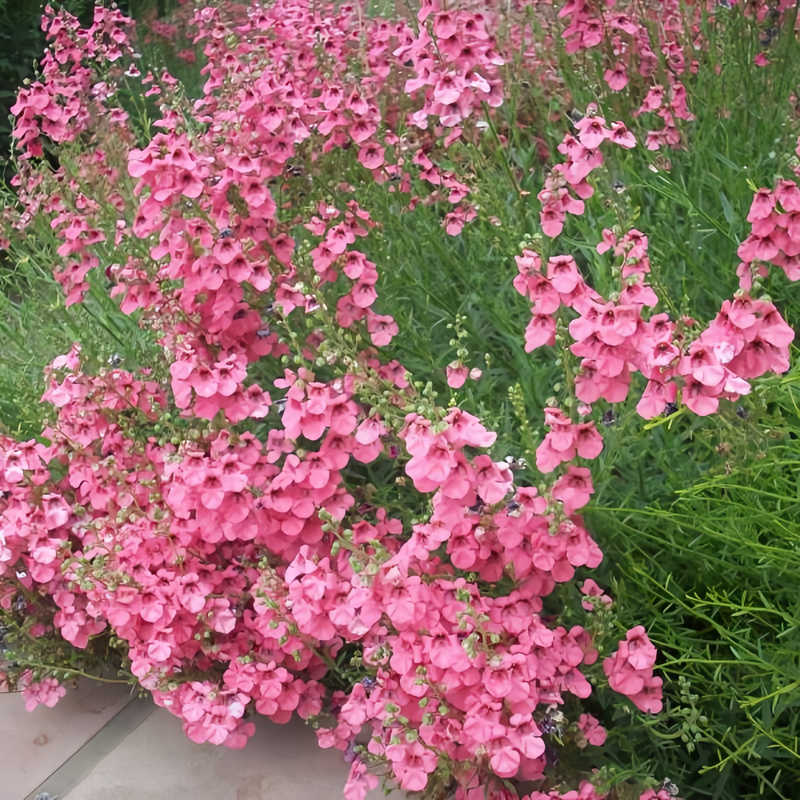 Diascia Barberae Pink Seeds up to 50% Large Pack · 4200-5000 Seeds