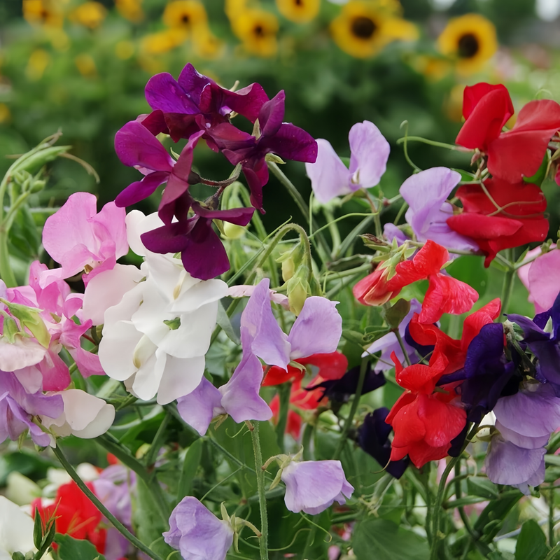 Sweet Pea Seeds - Diana Mix Larger Packet High Germination 240-1200 Onsaleseeds