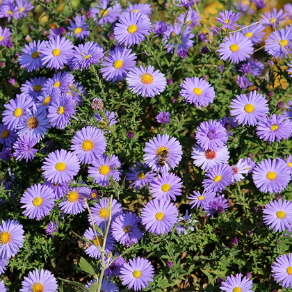 Snowy Blue Aster Seeds