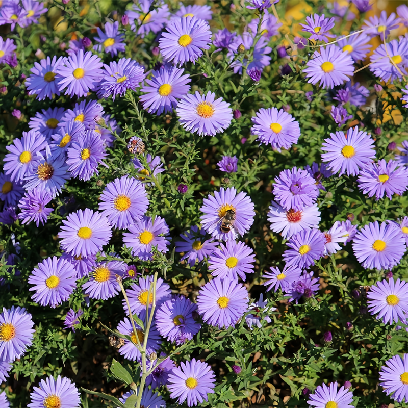 Aster Snowy Blue Seeds up to 50%