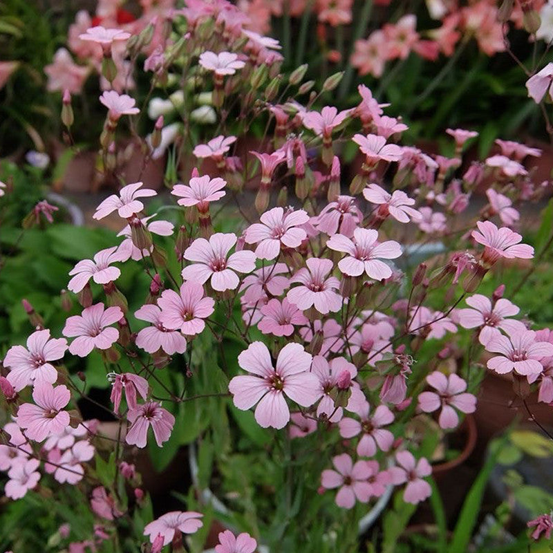 Gypsophila Vaccaria Seeds - Pink Larger Packet High Germination 600-3000 Onsaleseeds