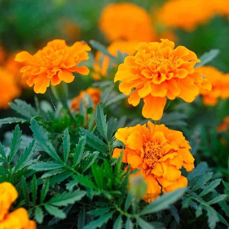 marigold seeds high Calendula Orange Seeds | Pot Marigold