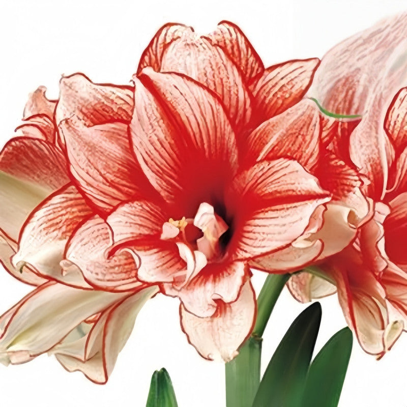 Amaryllis Bulbs - Ghost