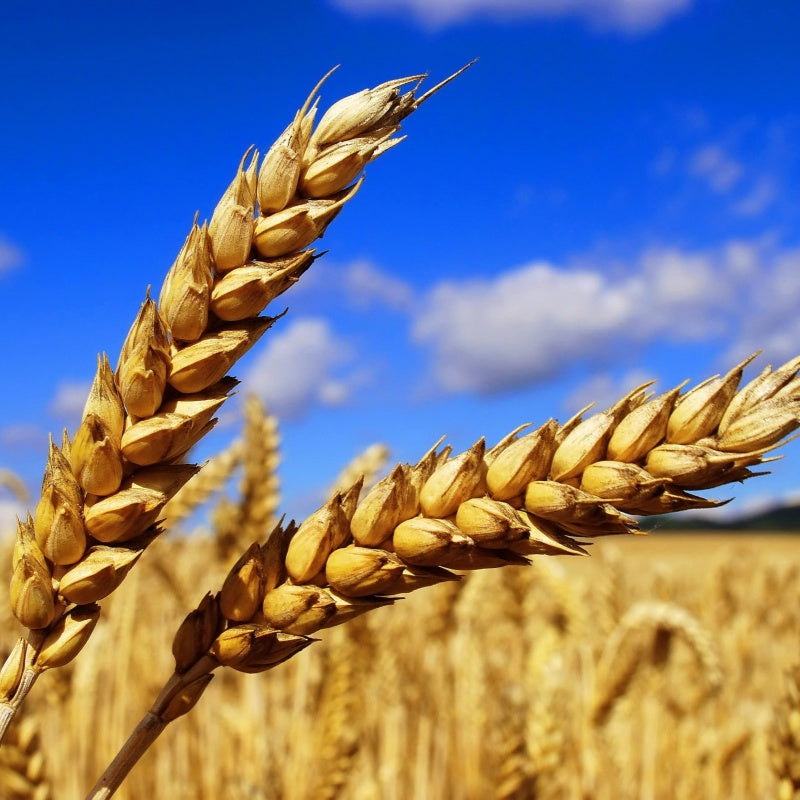 Wheat Seeds Up to 50%