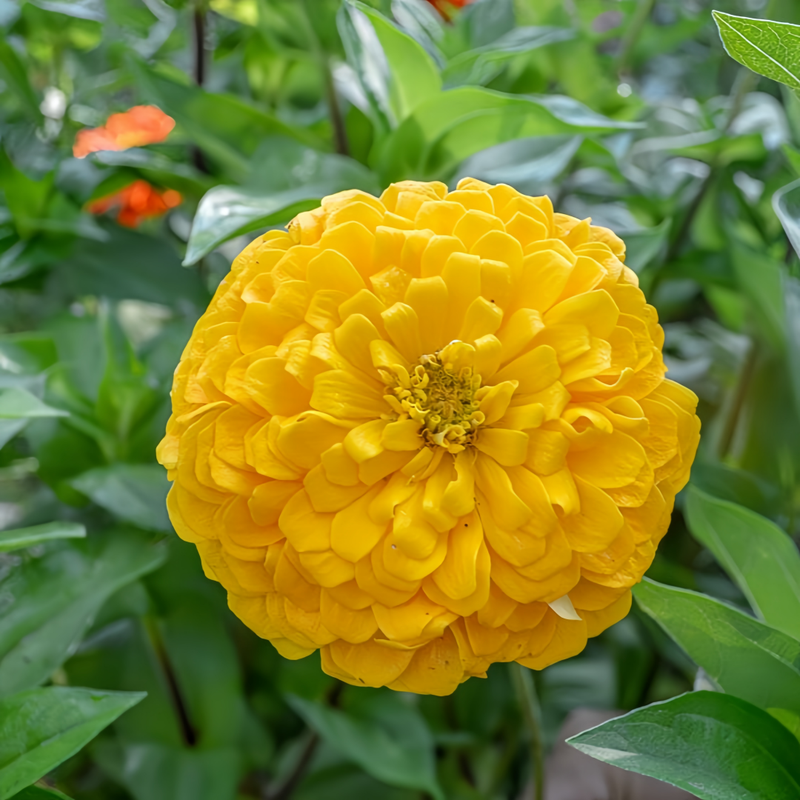 Zinnia Elegans Golden Seeds up to 50%