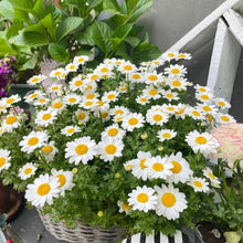Chrysanthemum Paludosum Seeds
