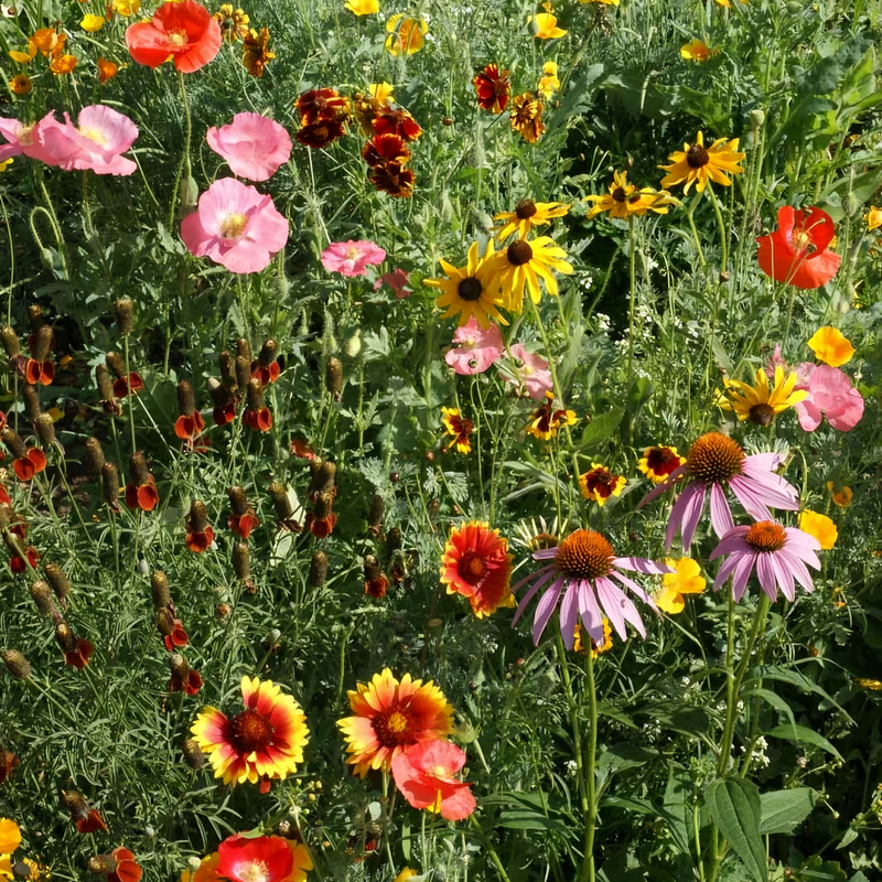 Wildflower Seeds - Drought Tolerance Mix Includes Zinnia, Cornflower, Moss Rose, etc.