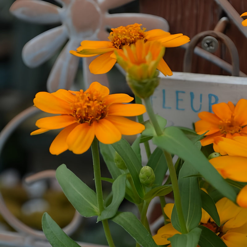 Zinnia Elegans Seeds - Orange Color Larger Packet High Germination 800-4000 Onsaleseeds