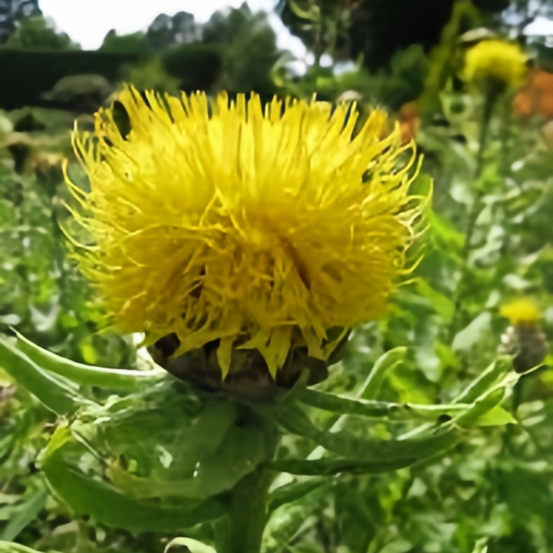 Cornflower / Bachelor Button Seeds - Yellow Larger Packet High Germination 800-4000 Onsaleseeds