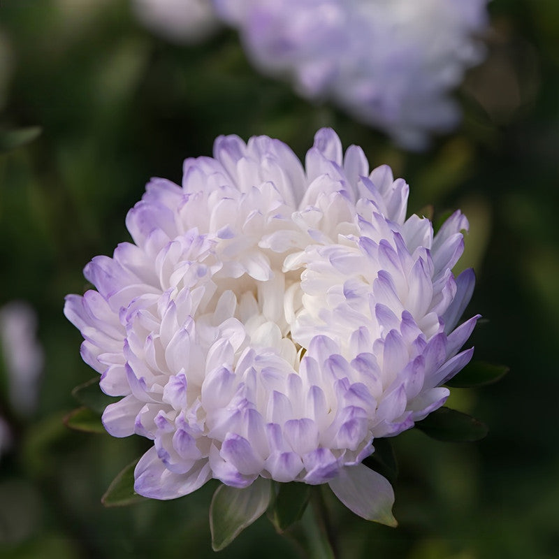 China Aster Seeds - Light Purple Larger Packet High Germination 1500-7500 Onsaleseeds