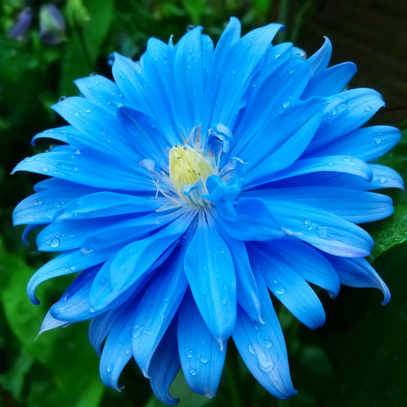 Callistephus Chinensis Seeds BRIGHT BLUE up to 50%