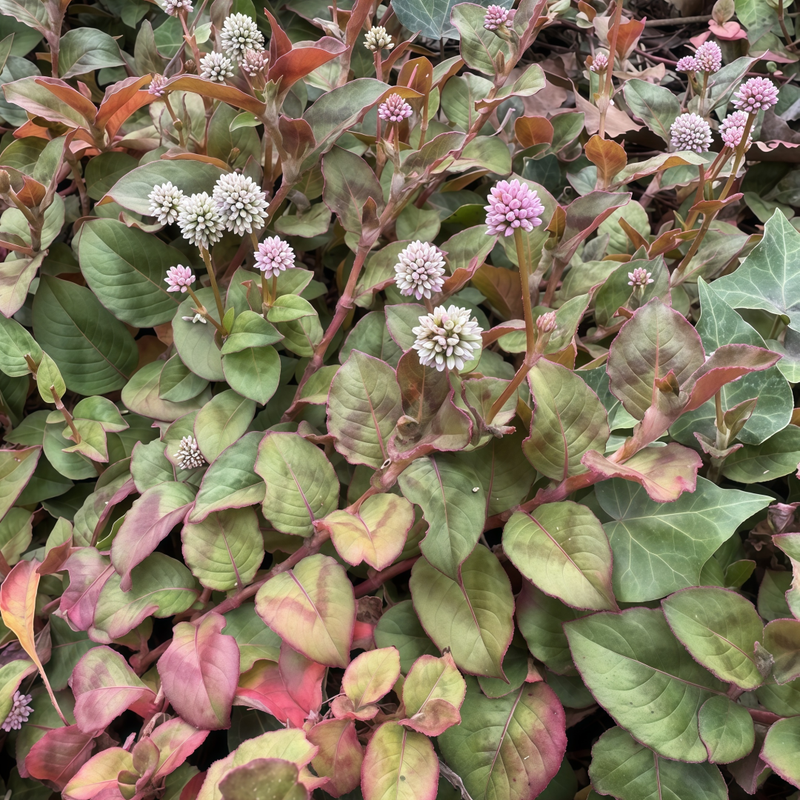 Polygonum Seeds - Pink Larger Packet High Germination 1000-5000 Onsaleseeds