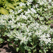 Snow On The Mountain Seeds - Green Leaf White Edge