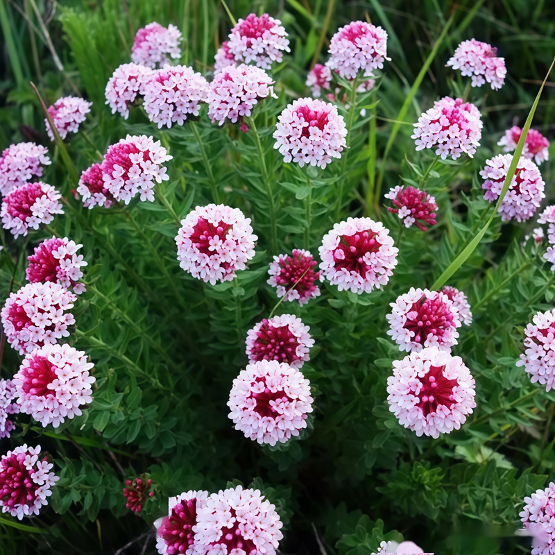 Stellera Chamaejasme L. Pink Seeds up to 50%