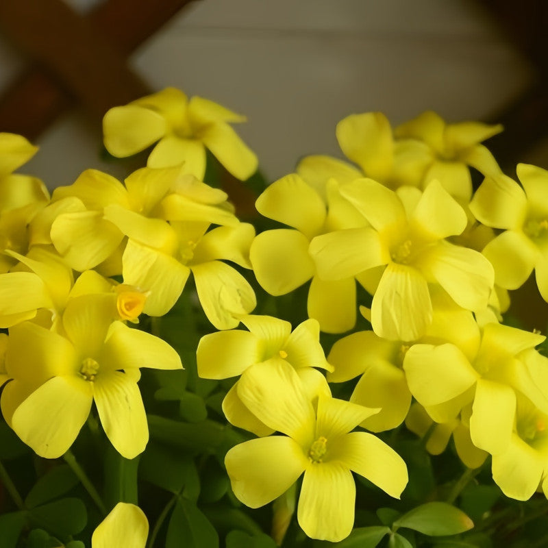 Oxalis Bulbs - Warm Sunshine