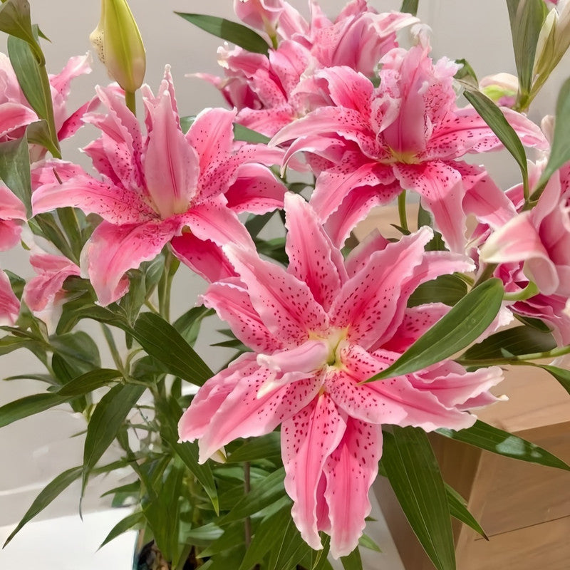 Lily Bulbs - Clarissa Double