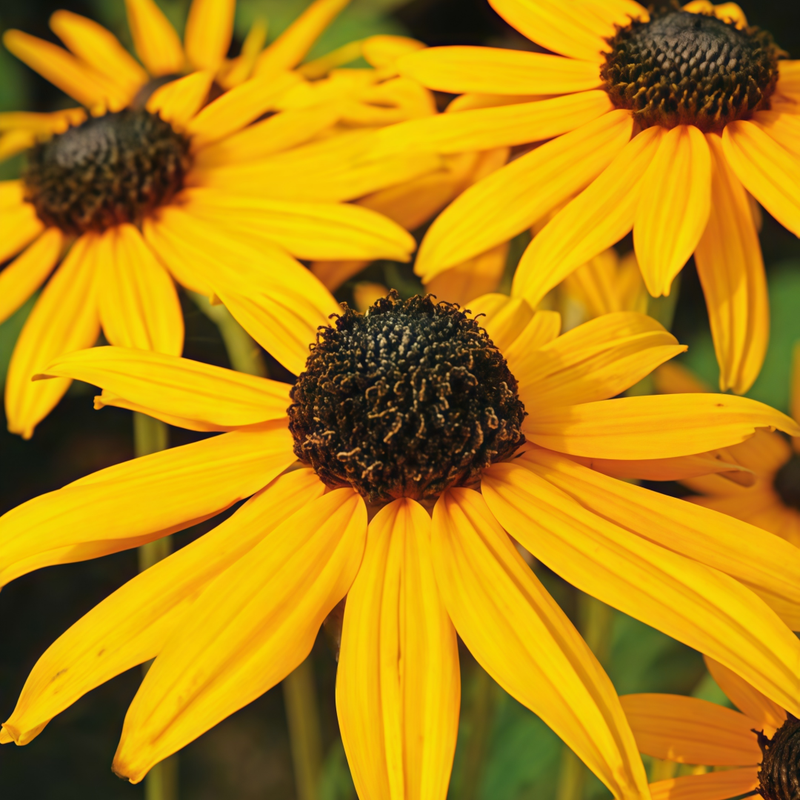 Rudbeckia Yellow Single Petal Seeds up to 50%