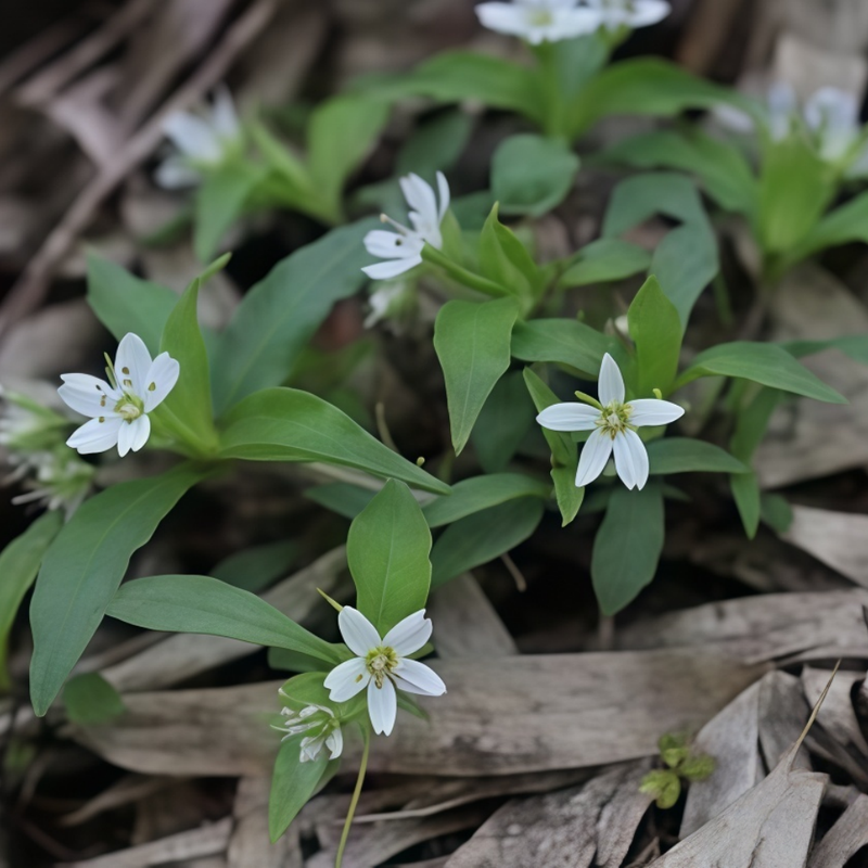 Pseudostellaria Radix Seeds - Larger Packet High Germination 2000-10000 Onsaleseeds