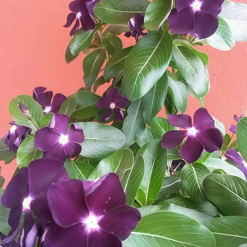 Vinca Seeds - Catharanthus Roseus Balck Larger Packet High Germination 300-2000 Onsaleseeds
