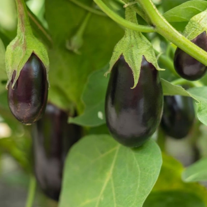 Eggplant  seeds  up to 50%