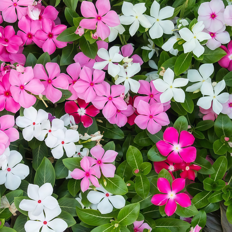 Vinca Seeds - Catharanthus Roseus Mix Larger Packet High Germination 300-2000 Onsaleseeds