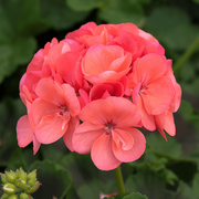 Pelargonium Seeds - Coral