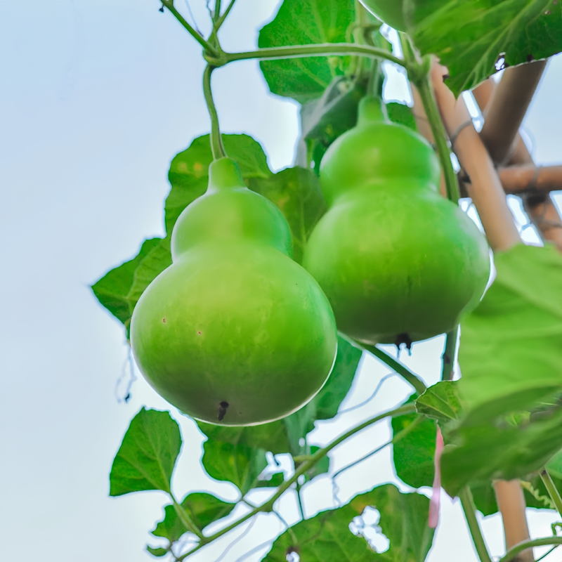 Lagenaria Siceraria - Green Larger Packet High Germination 250-1200 Onsaleseeds