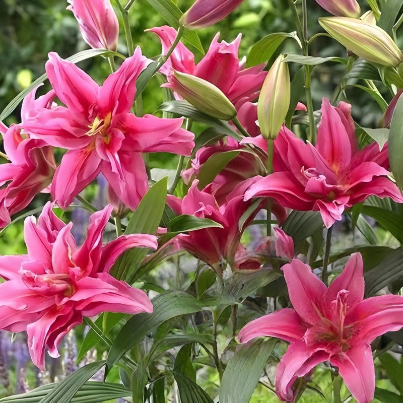 Lily Bulbs - Elena Double