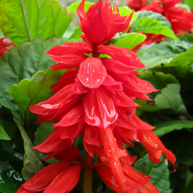 Salvia Splendens Red Flower Queen Seeds up to 50%