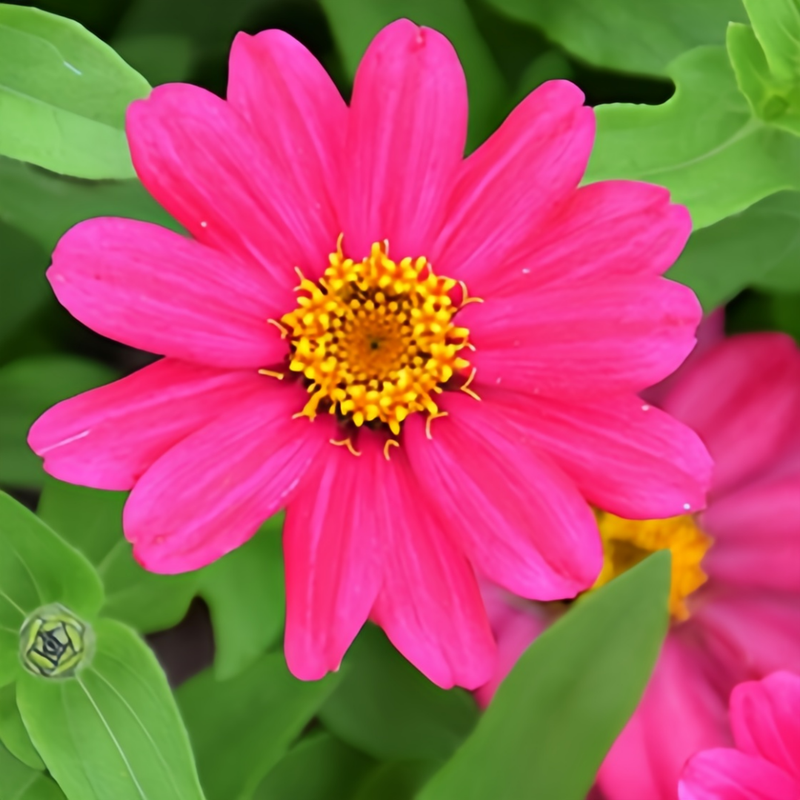 Zinnia Elegans Cherry Red Seeds up to 50%