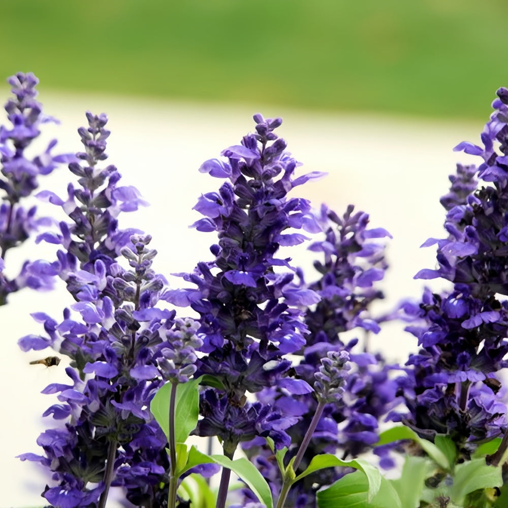 Blue Sage¢ò Seeds - Larger Packet High Germination 1500-7500 Onsaleseeds
