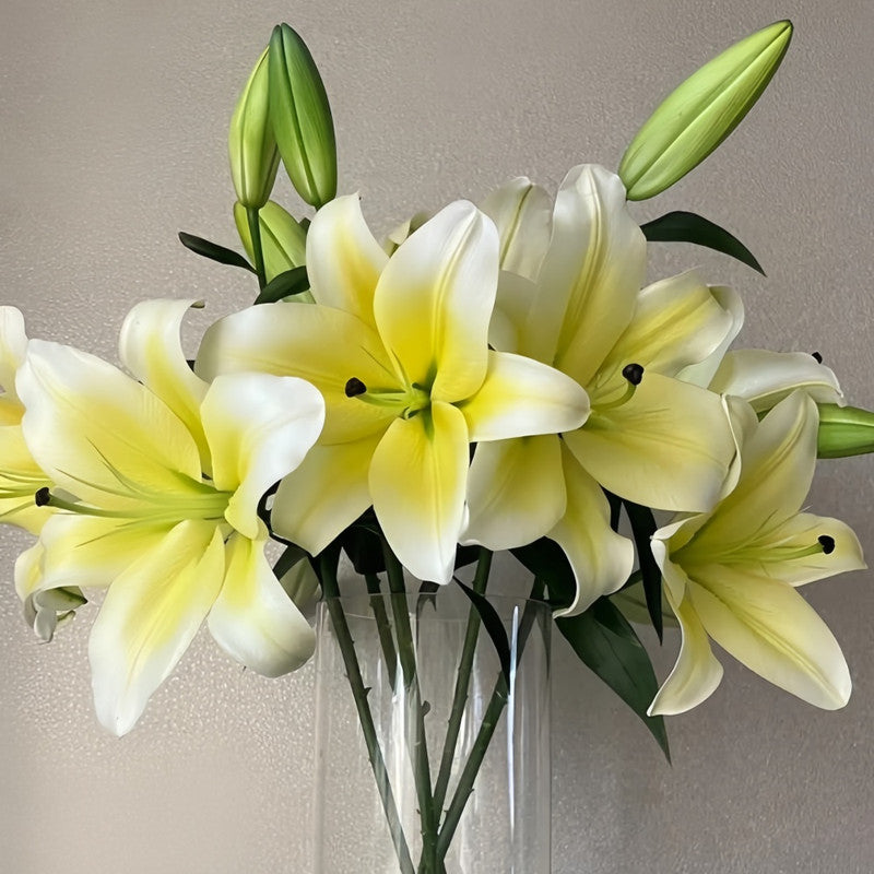 Lily Bulbs - Monique