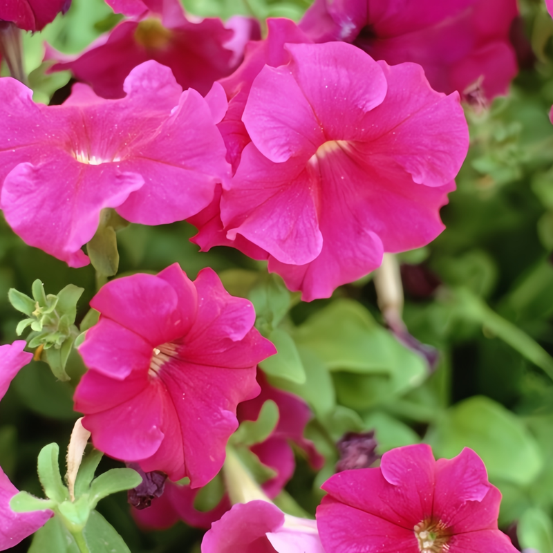Petunia Hybrida Seeds - Rose Red Double Petaled Larger Packet High Germination 360-1800 Onsaleseeds