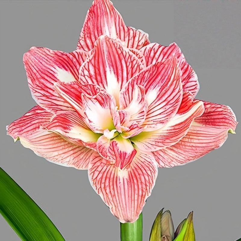 Amaryllis Bulbs - Beautiful Fairy