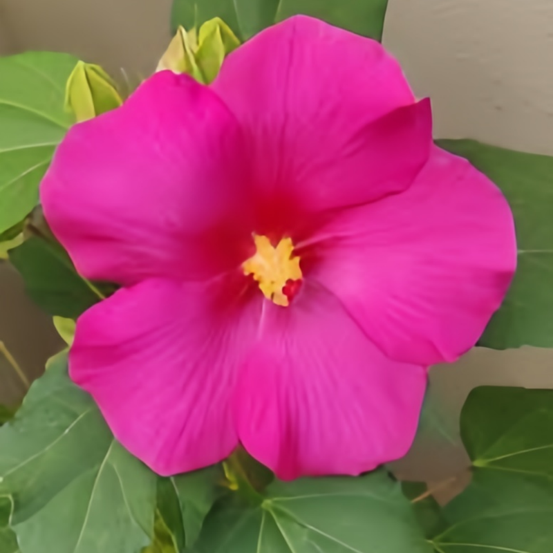 Abelmoschus Rose Pink Seeds up to 50%