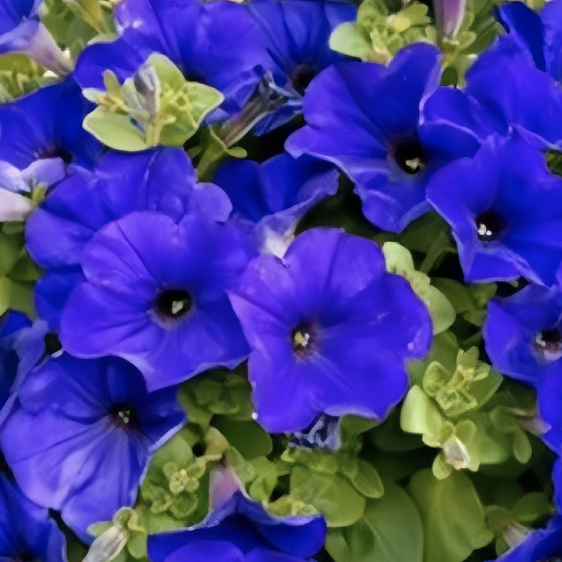 Petunia Hybrida Seeds - Blue Larger Packet High Germination 360-1800 Onsaleseeds