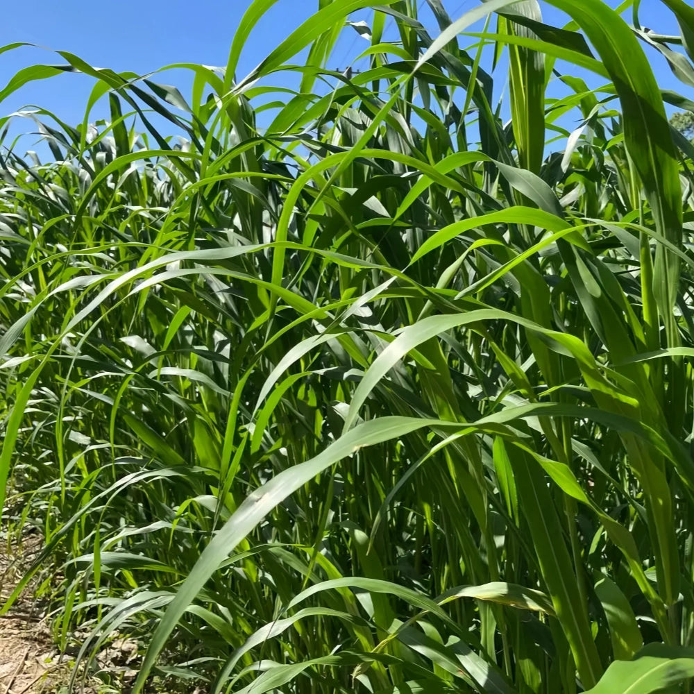 Sorghum Sudan Seeds - Larger Packet High Germination 1/4-1/2LB Onsaleseeds