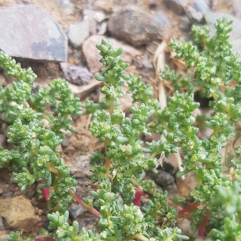 Halogeton Arachnoideus Seeds up to 50%