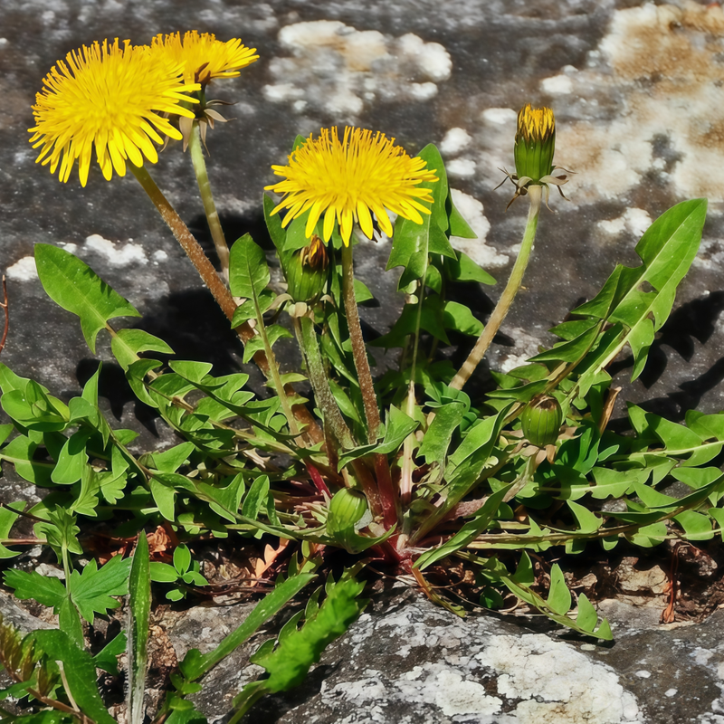 Taraxacum Mongolicum Hand.-Mazz. Seeds - Larger Packet High Germination 2000-10000 Onsaleseeds