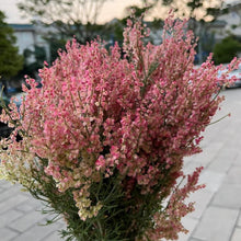 Rumex Hastatus Seeds