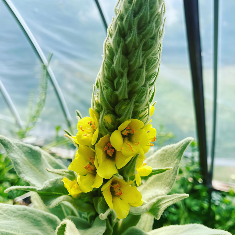 Verbascum Blattaria L. Yellow Seeds up to 50%