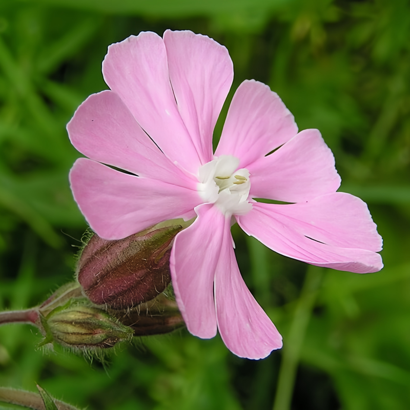 Nodding Catchfly Seeds - Pink Larger Packet High Germination 4000-20000 Onsaleseeds