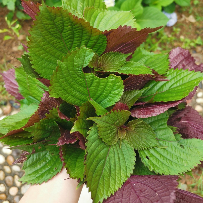 Perilla Frutescens (L.) Britt. Seeds - Larger Packet High Germination 600-3000 Onsaleseeds