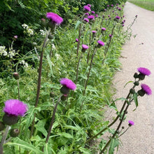 Milk Thistle Seeds