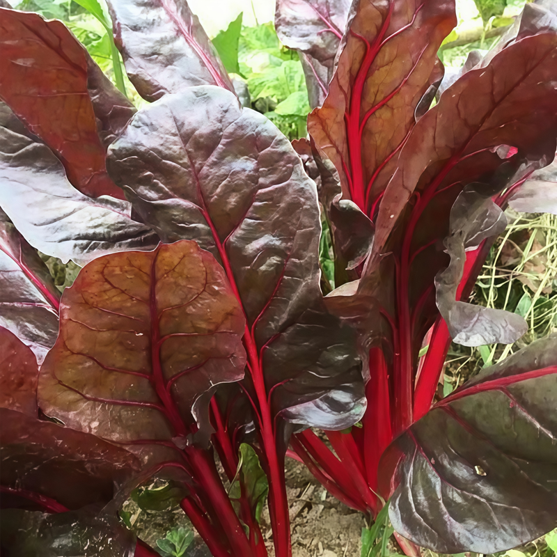 Beta Vulgaris - Red Leaf Red Path Larger Packet High Germination 500-2500 Onsaleseeds